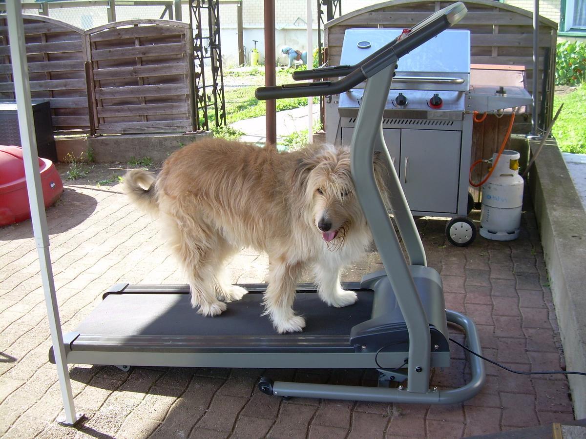 Wohlfuehloase Fuer Mensch Und Hund Bed and Breakfast Uzwil Εξωτερικό φωτογραφία